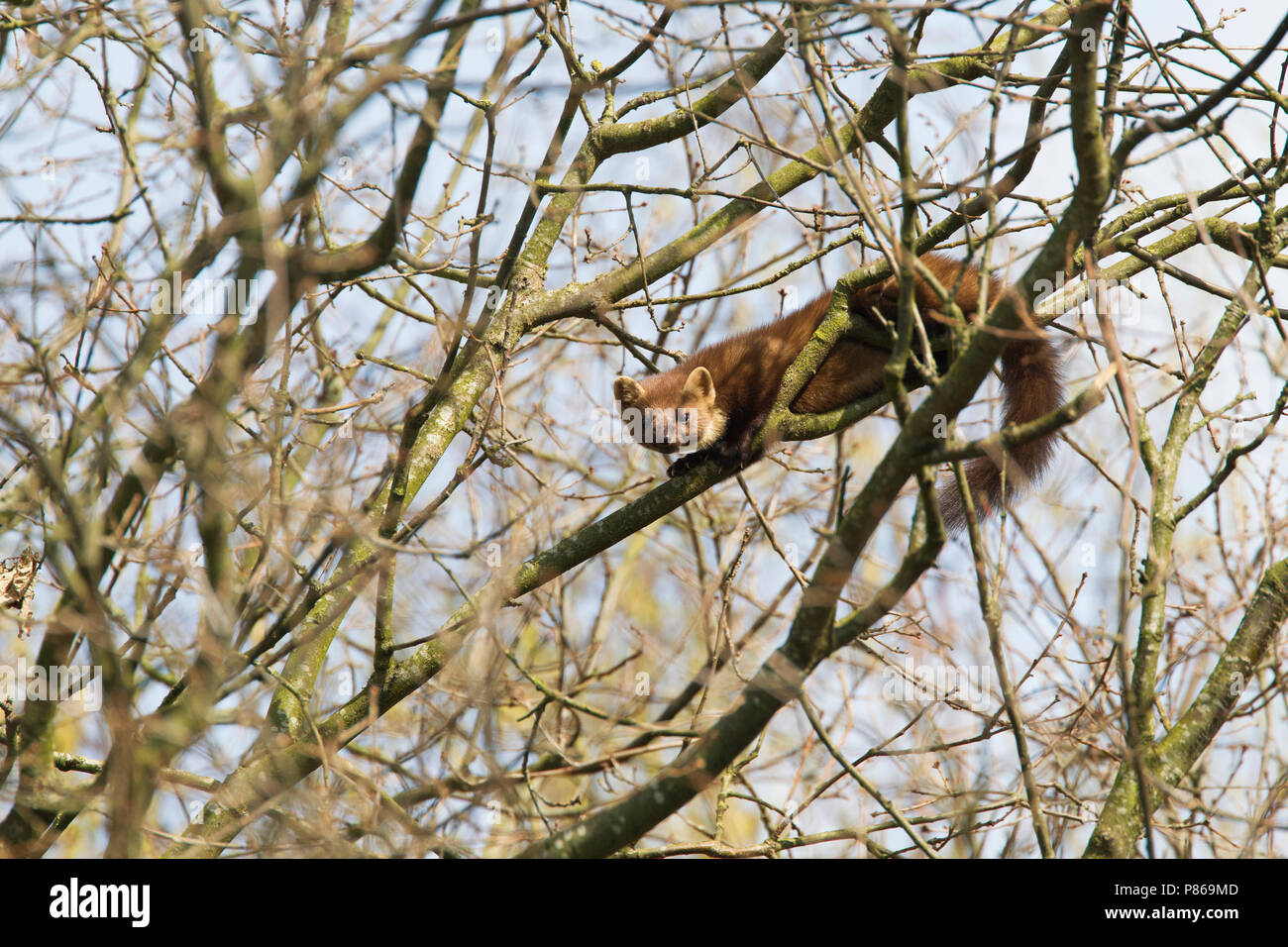 Boommarter klimmend in Boom; Europäische Baummarder Kletterbaum Stockfoto