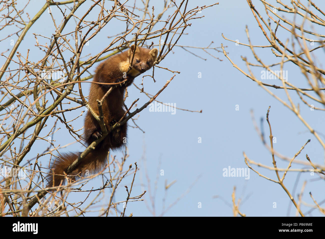Boommarter klimmend in Boom; Europäische Baummarder Kletterbaum Stockfoto