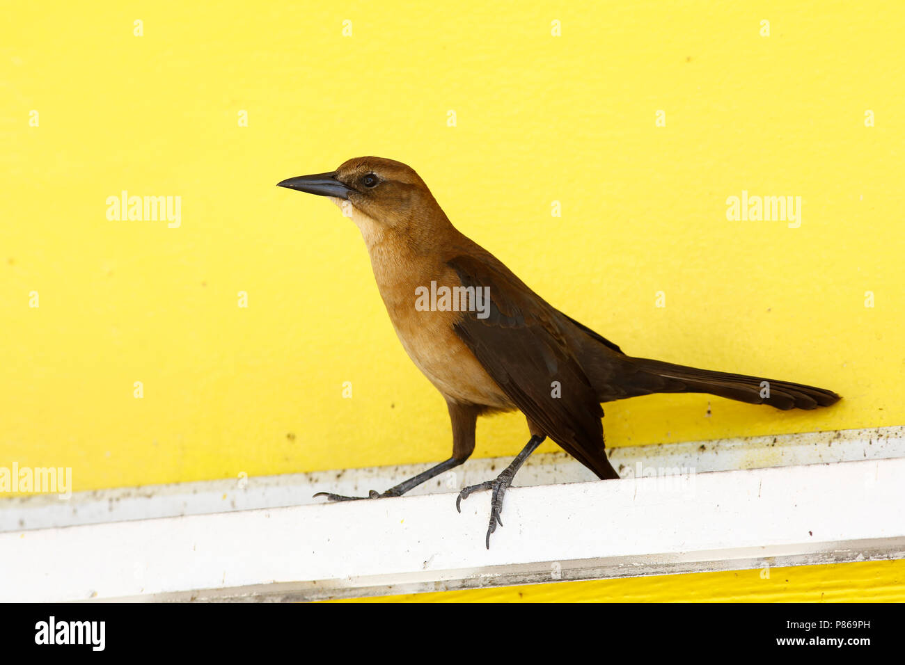 Boot-staart glanstroepiaal; Boot-tailed Grackle Stockfoto