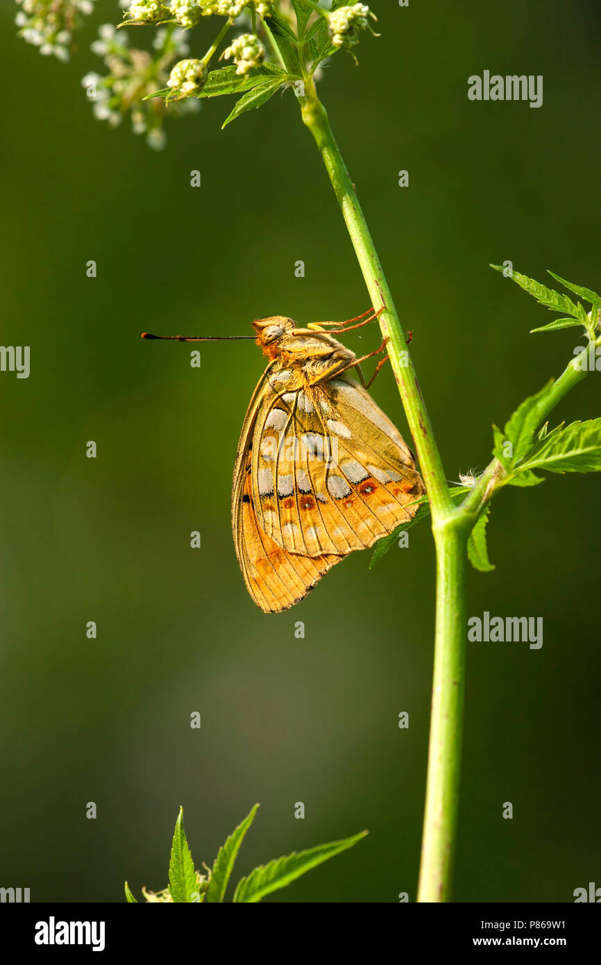 Bosrandparelmoervlinder/Hohe braun Fritillary (Ceriagrion adippe) Stockfoto