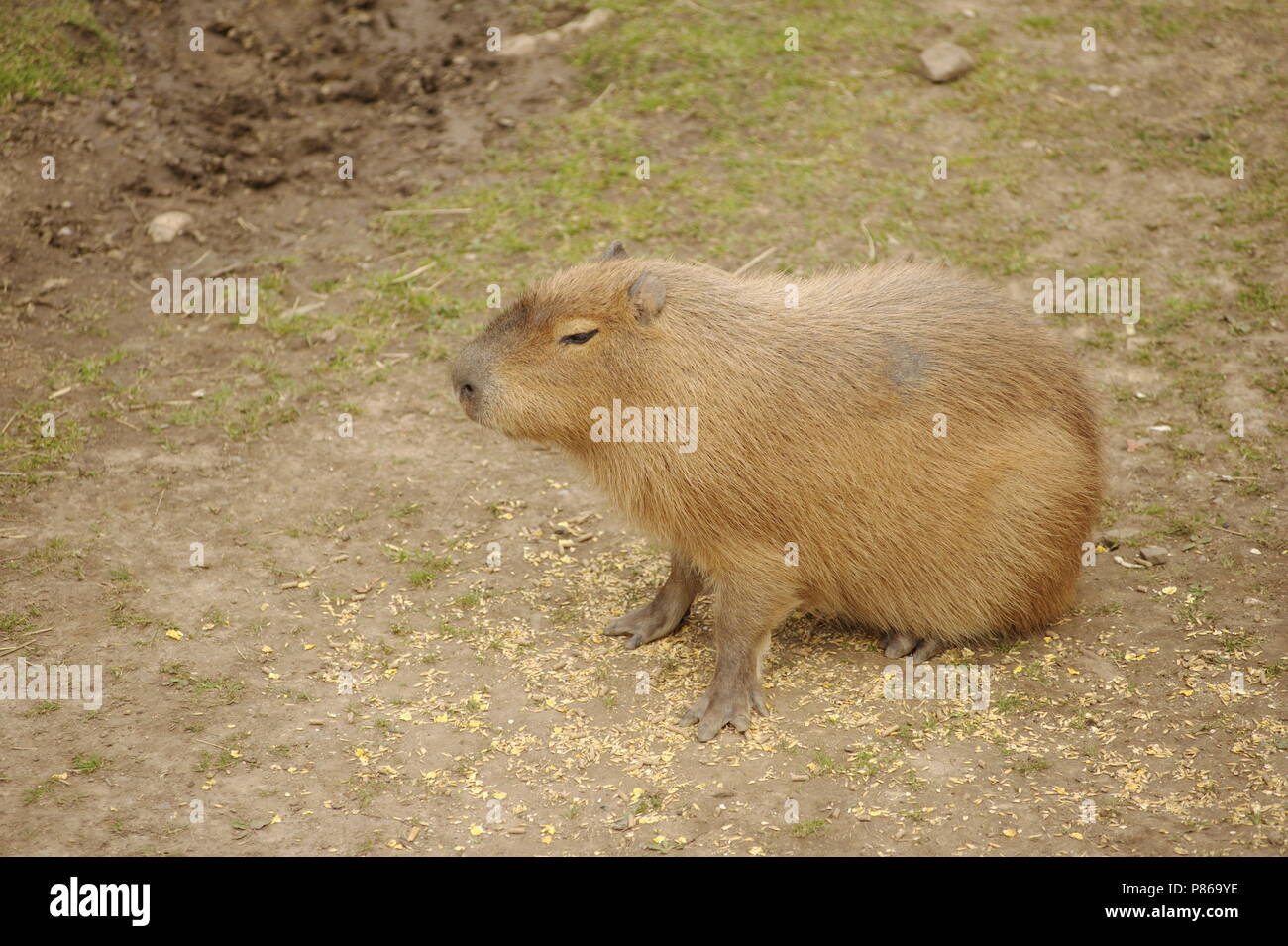 Capybaraת UK Stockfoto
