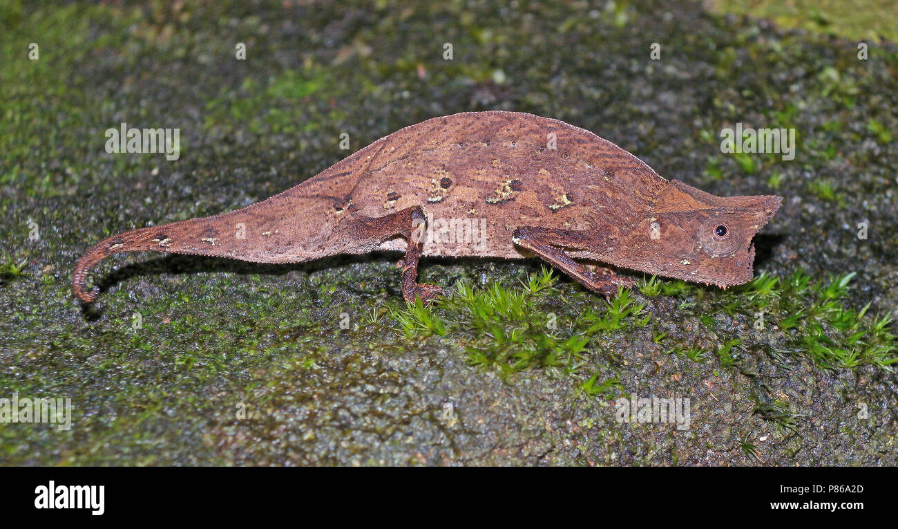 Wenkbrauwkameleon, braune Blatt Chamäleon, Brookesia superciliaris Stockfoto