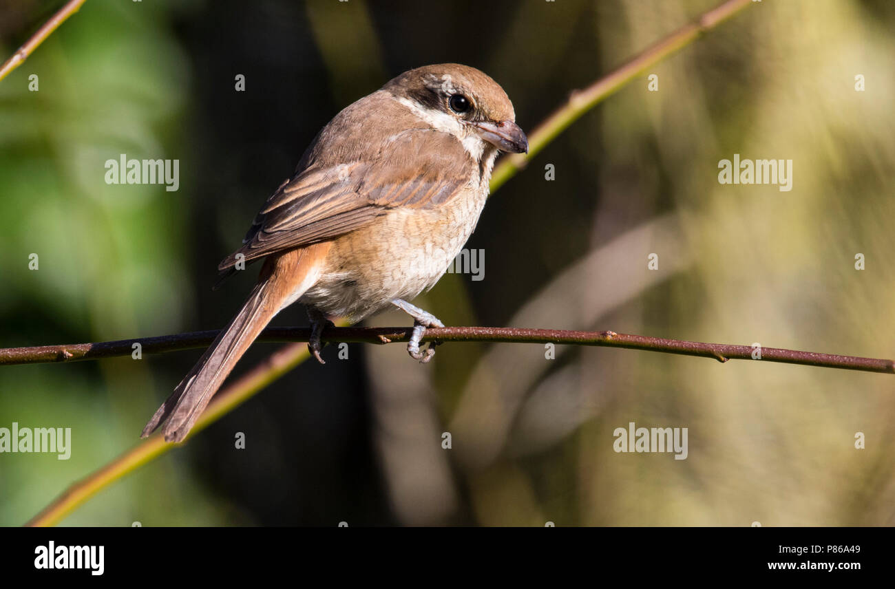 Tweede kalenderjaarBruine Klauwier, zweiter Kalender - Jahres Braun Shrike Stockfoto