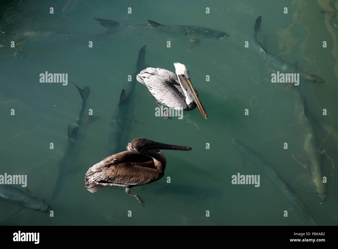 Bruine pelikaan; Braune Pelikan Stockfoto