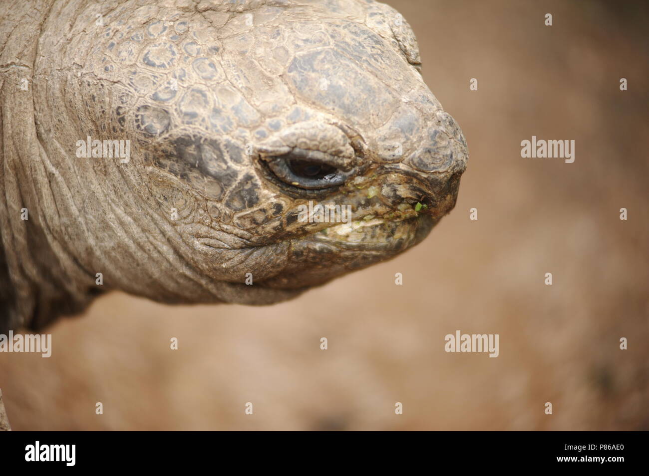 Turtle Kopf Stockfoto