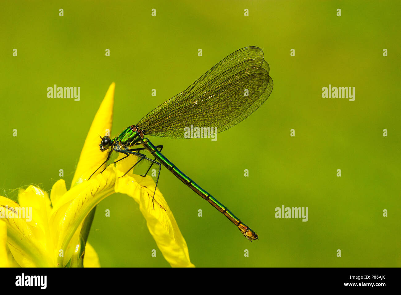 Vrouwtje Weidebeekjuffer op Vögele lis, weibliche Calopteryx splendens auf Gelbe Flagge Stockfoto