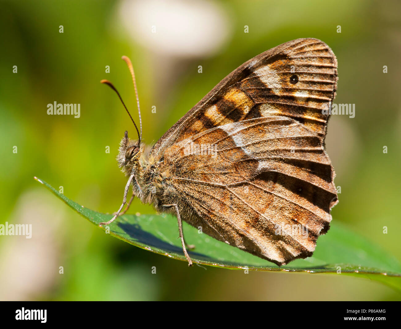 Canarisch bont zandoogje/Canary Speckled Wood (Pararge xiphioides) Stockfoto