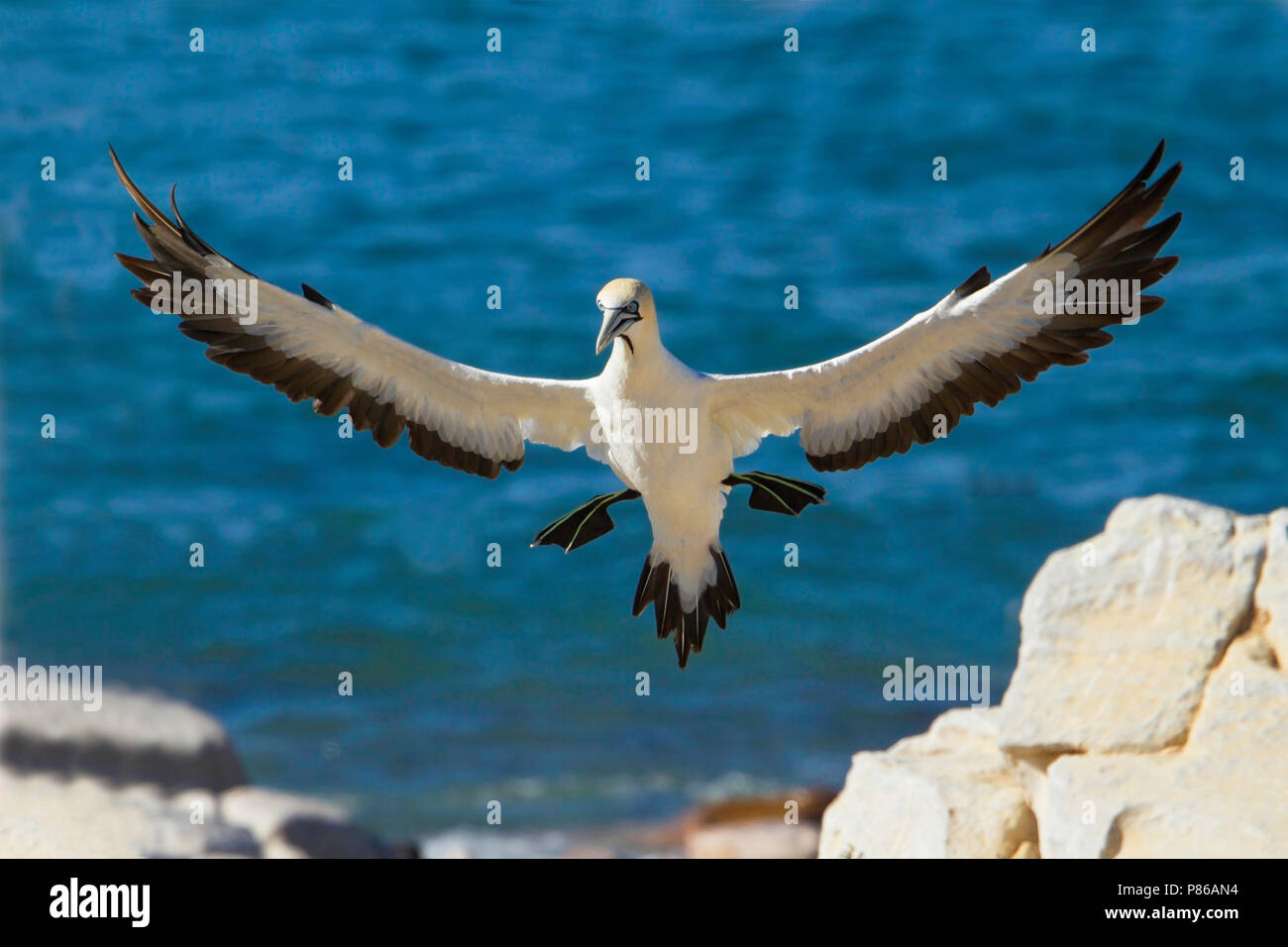 Flying Kaptölpel (Morus capensis), eine endagered Große seabird Der gannett Familie, Sulidae. Stockfoto