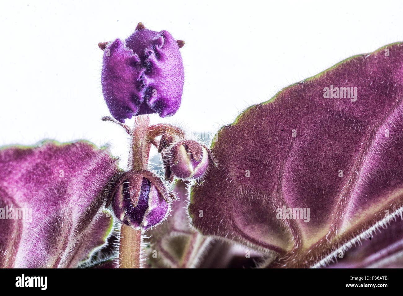 African Violet (Saintpaulien ionantha). Stockfoto