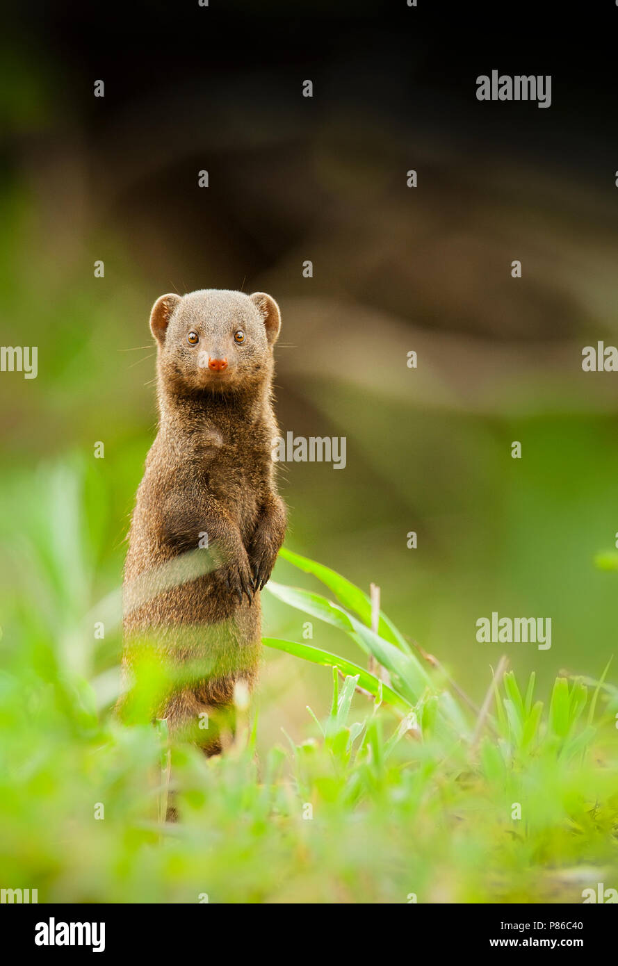 Dwergmangoest, gemeinsame Dwarf Mongoose, Helogale parvula Stockfoto