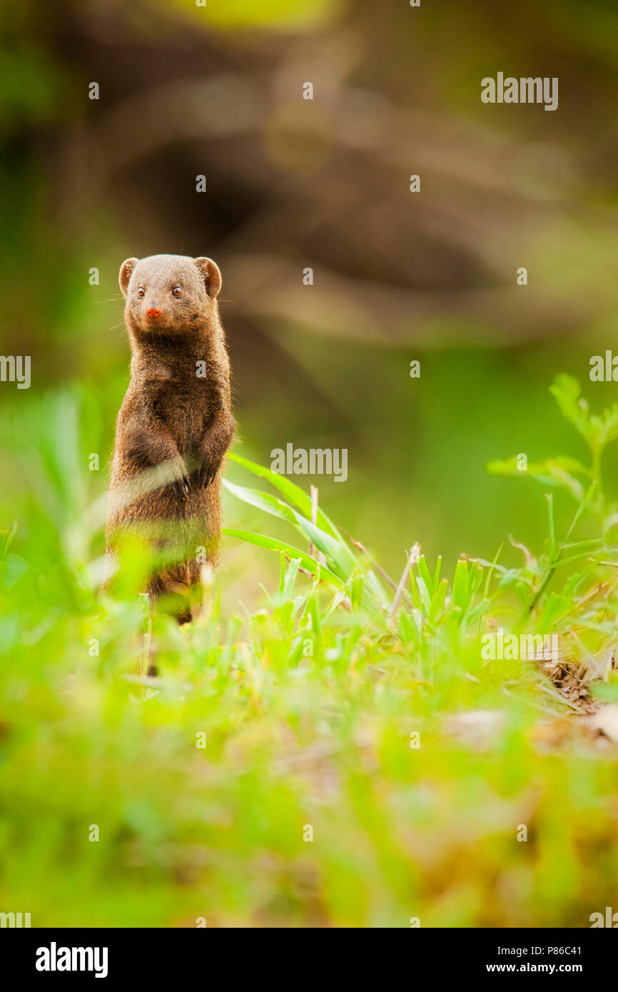 Dwergmangoest, gemeinsame Dwarf Mongoose, Helogale parvula Stockfoto
