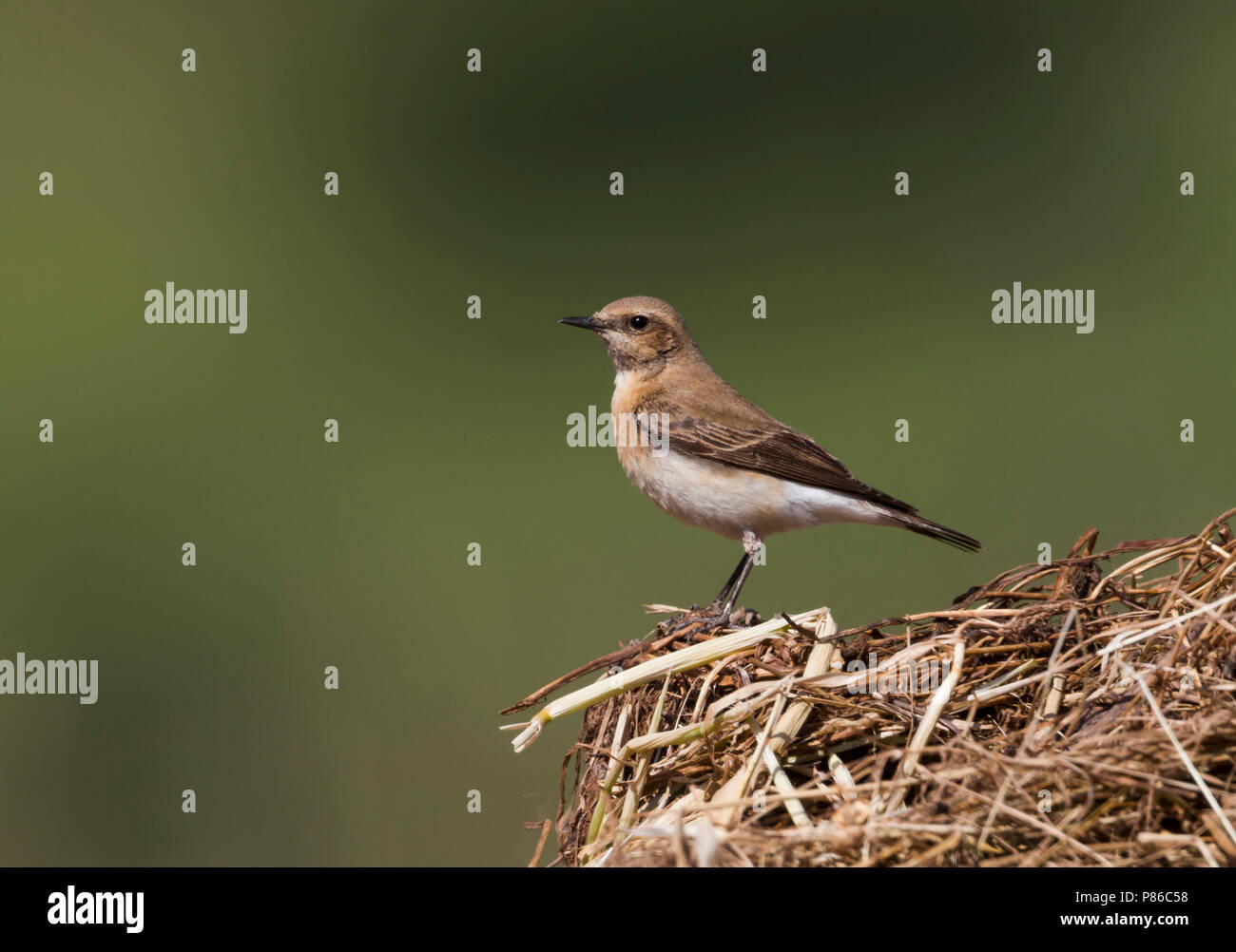 Eastern black-eared Steinschmätzer, Oenanthe hispanica Lalage, Zypern erwachsene Frau Stockfoto