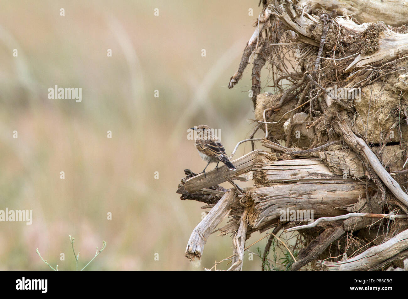 Juvenile östlichen Schwarz-eared Steinschmätzer (Oenanthe hispanica Lalage) im Norden Irans Stockfoto