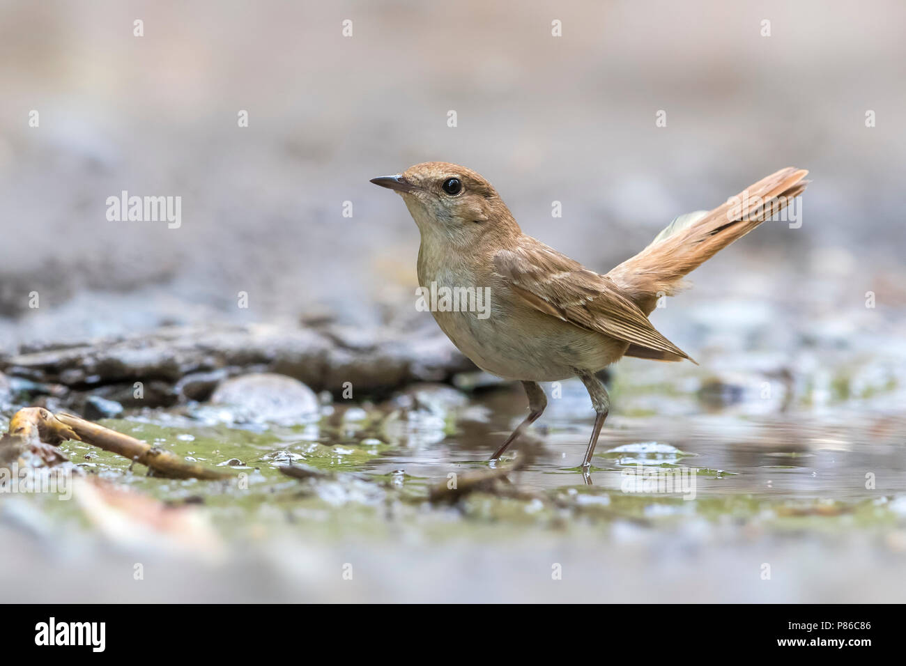 Oosterse Nachtegaal, Ost Nachtigall, Luscinia megarhynchos golzii Stockfoto