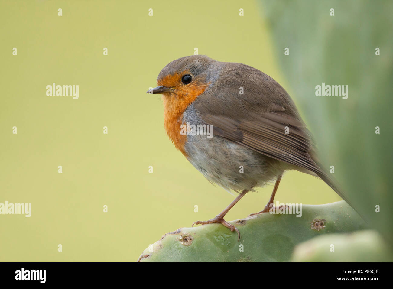 Europäische Robin, Roodborst, Erithacus rubecula ssp. Rubecula, Mallorca Stockfoto
