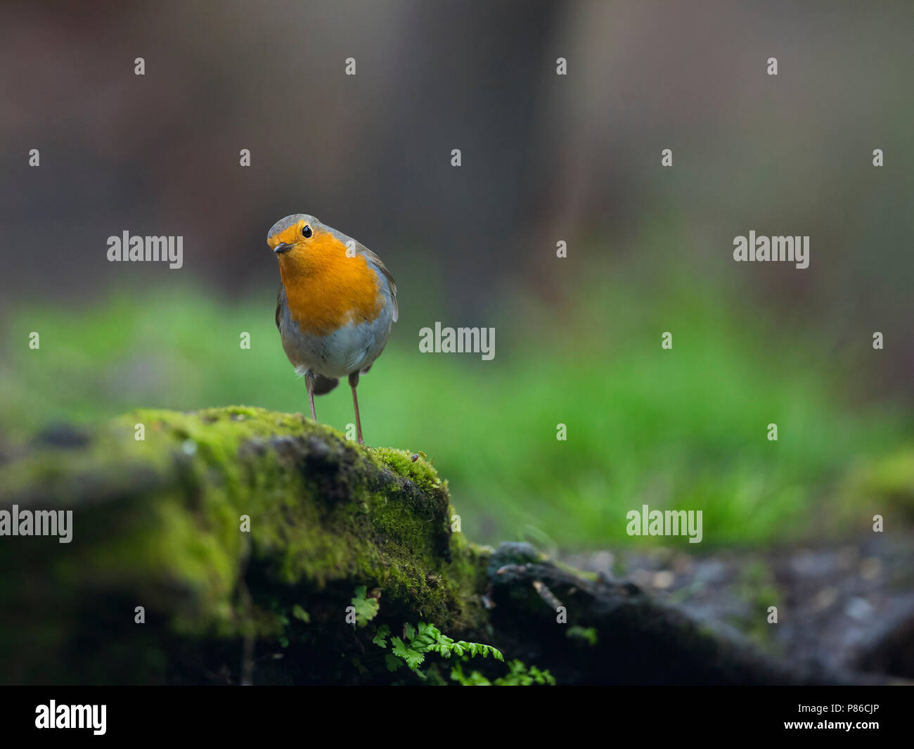 Roodborst, Europäische Robin Stockfoto