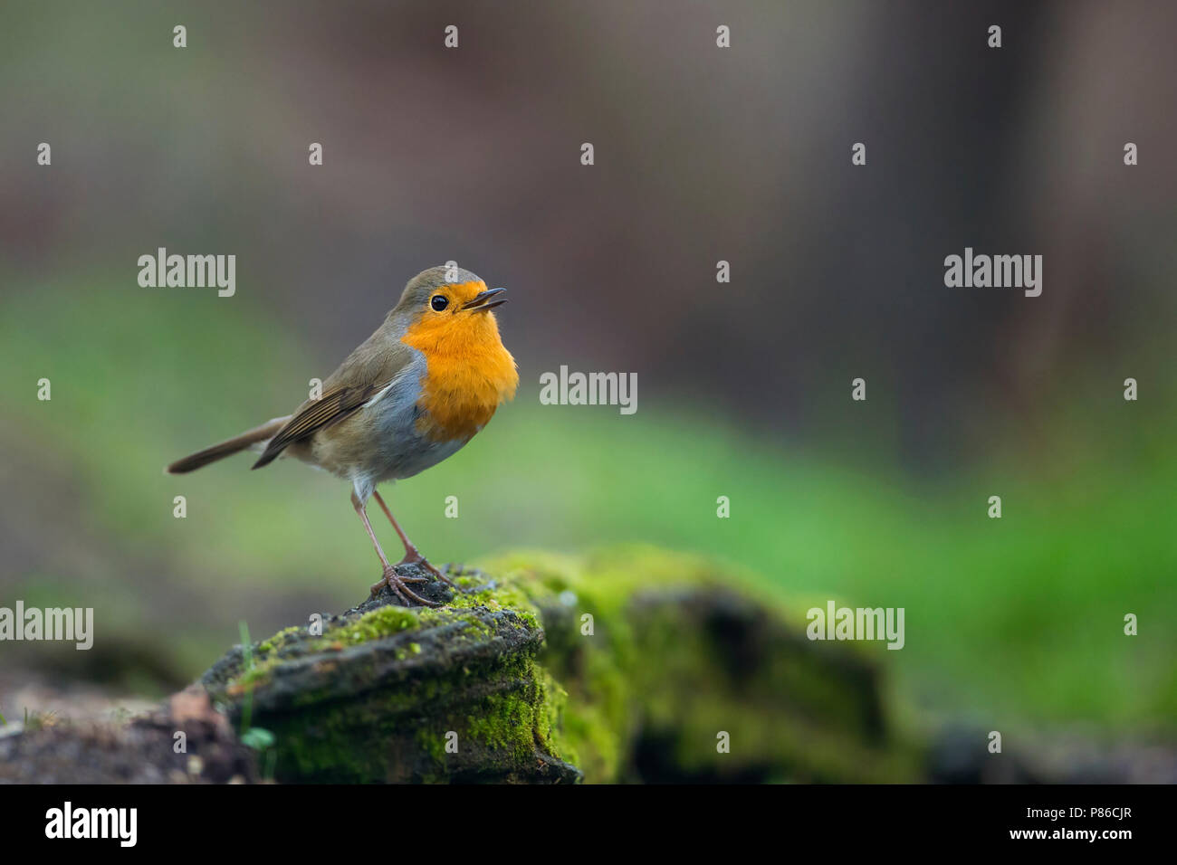 Roodborst, Europäische Robin Stockfoto