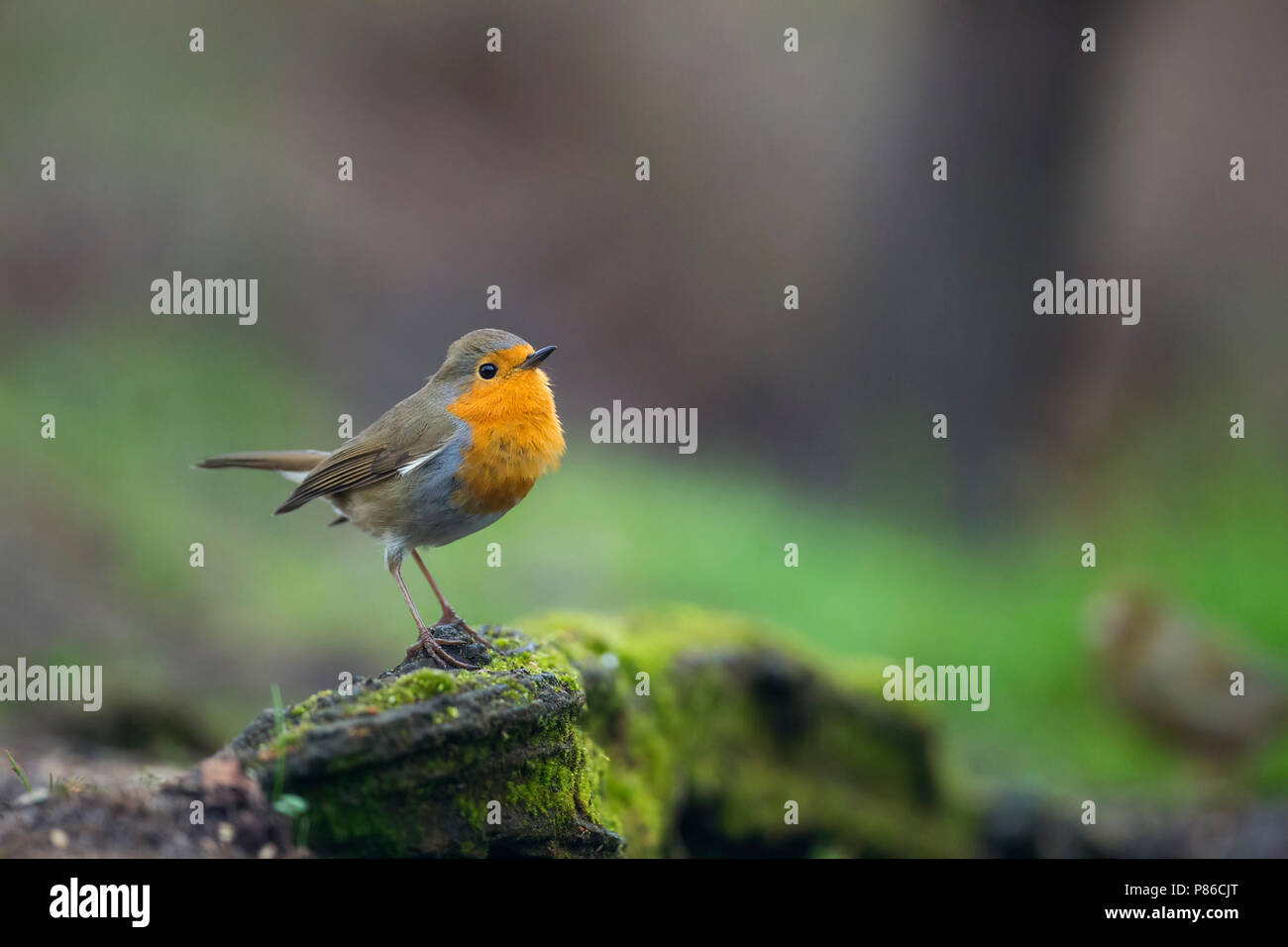 Roodborst, Europäische Robin Stockfoto