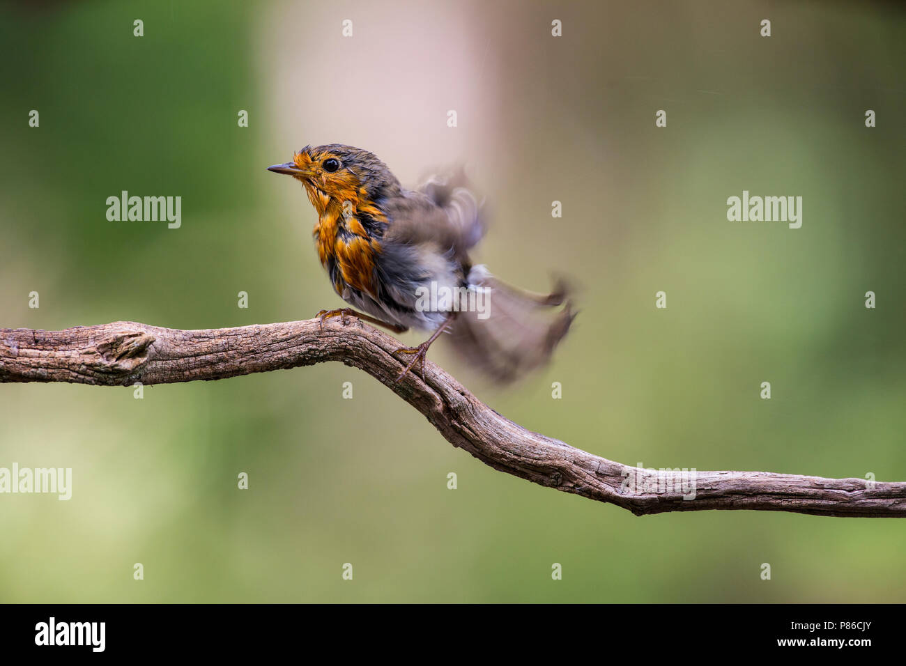 Roodborst, Europäische Robin Stockfoto