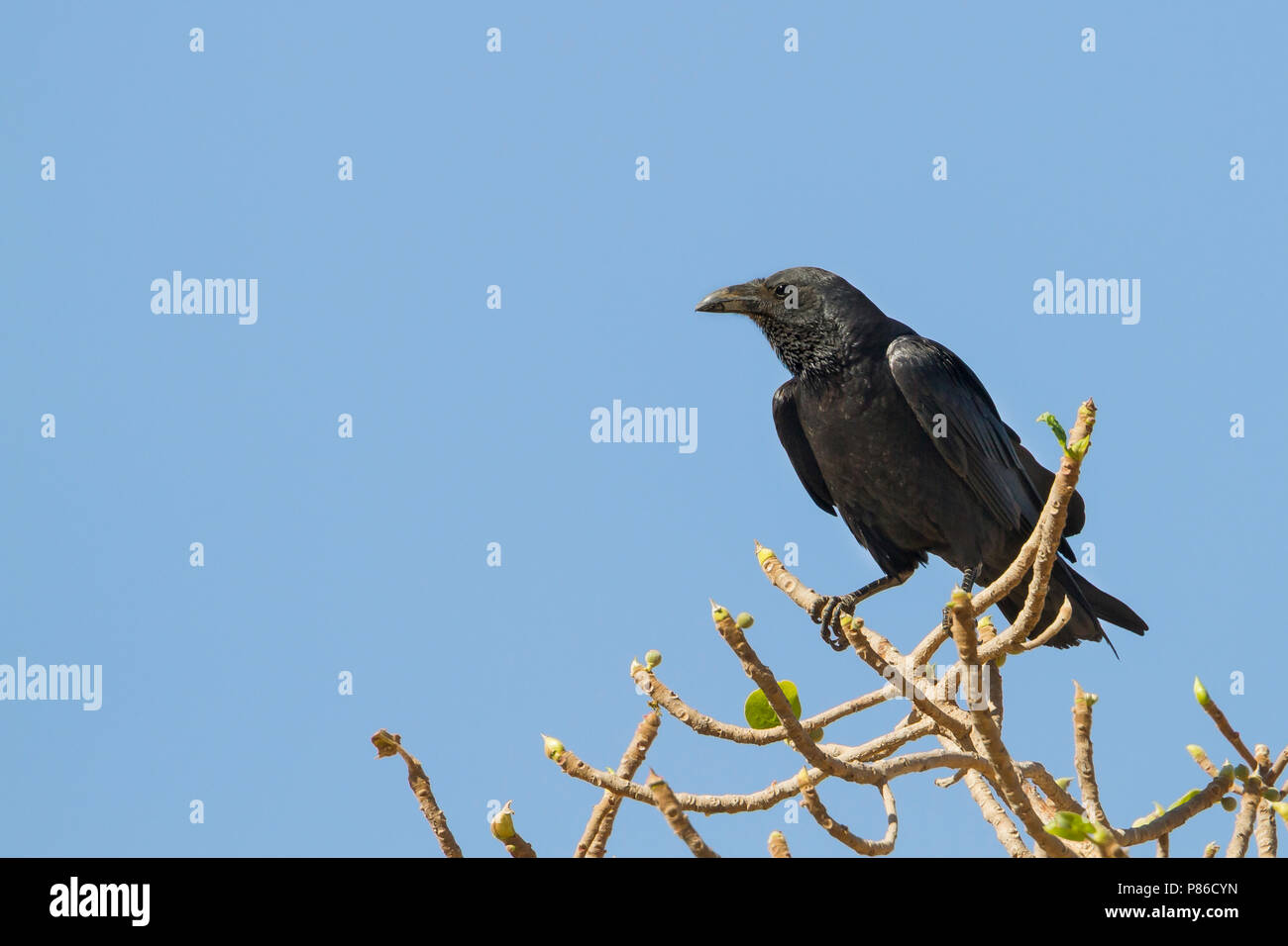 Ventilator-tailed Raven-Borstenrabe - Corvus rhipidurus, Oman Stockfoto