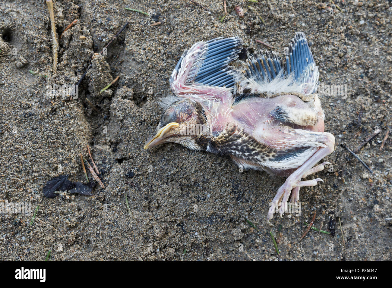 Wacholderdrossel Turdus pilaris Wacholderdrossel - -, Deutschland, jungvogel Aus dem Nest gefallen Stockfoto