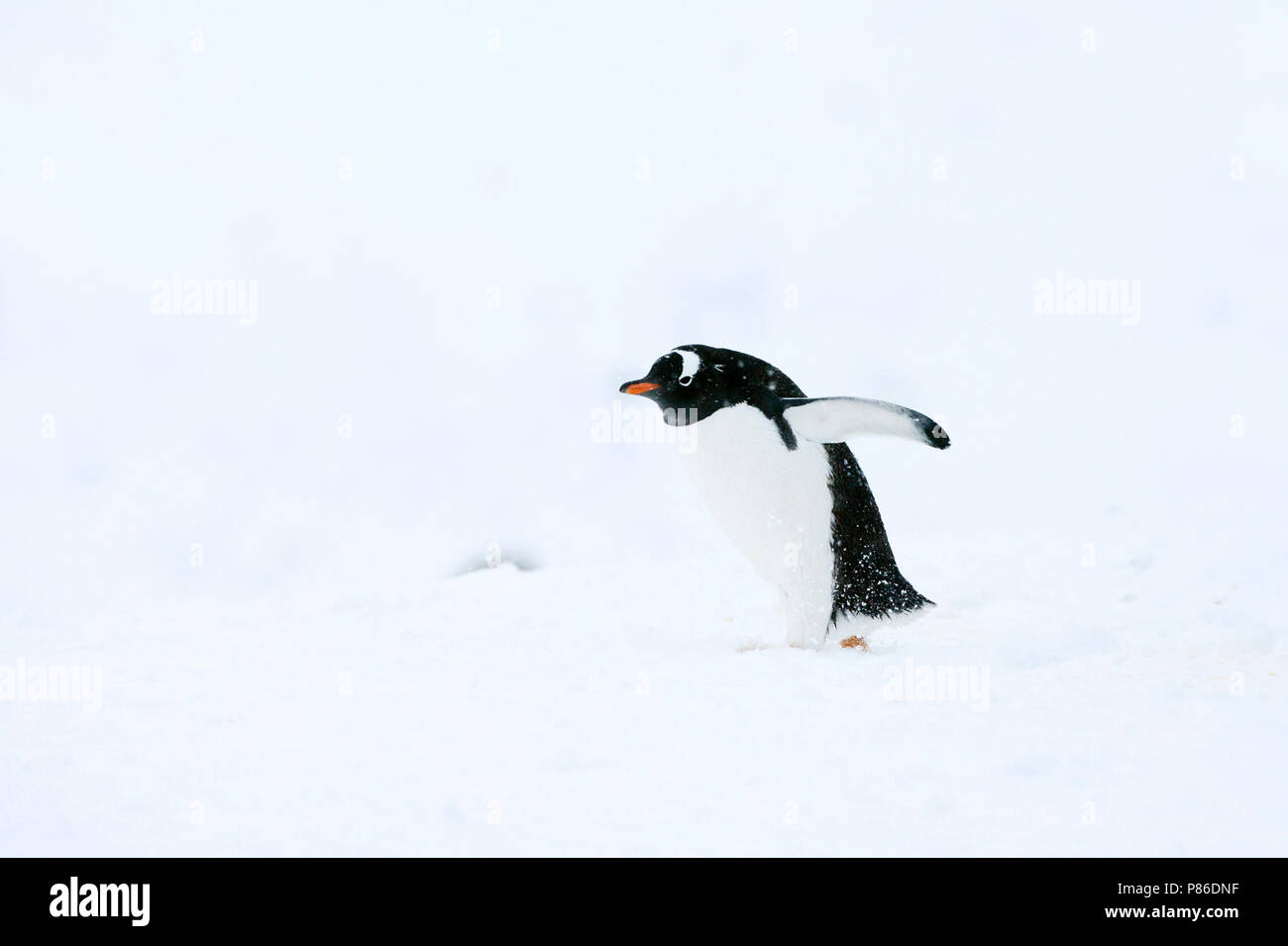Gentoo Pinguin (Pygoscelis papua) zu Fuß durch den Schnee in der Antarktis Stockfoto