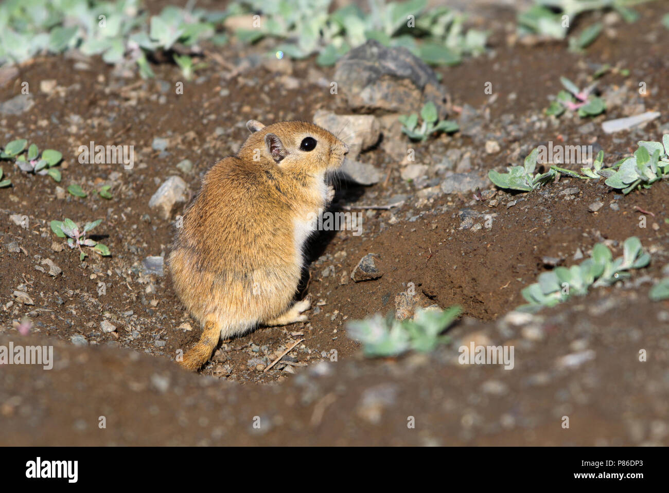 Mongoolse Jird Renmuis, Mongolisch, Meriones unguiculatus Stockfoto