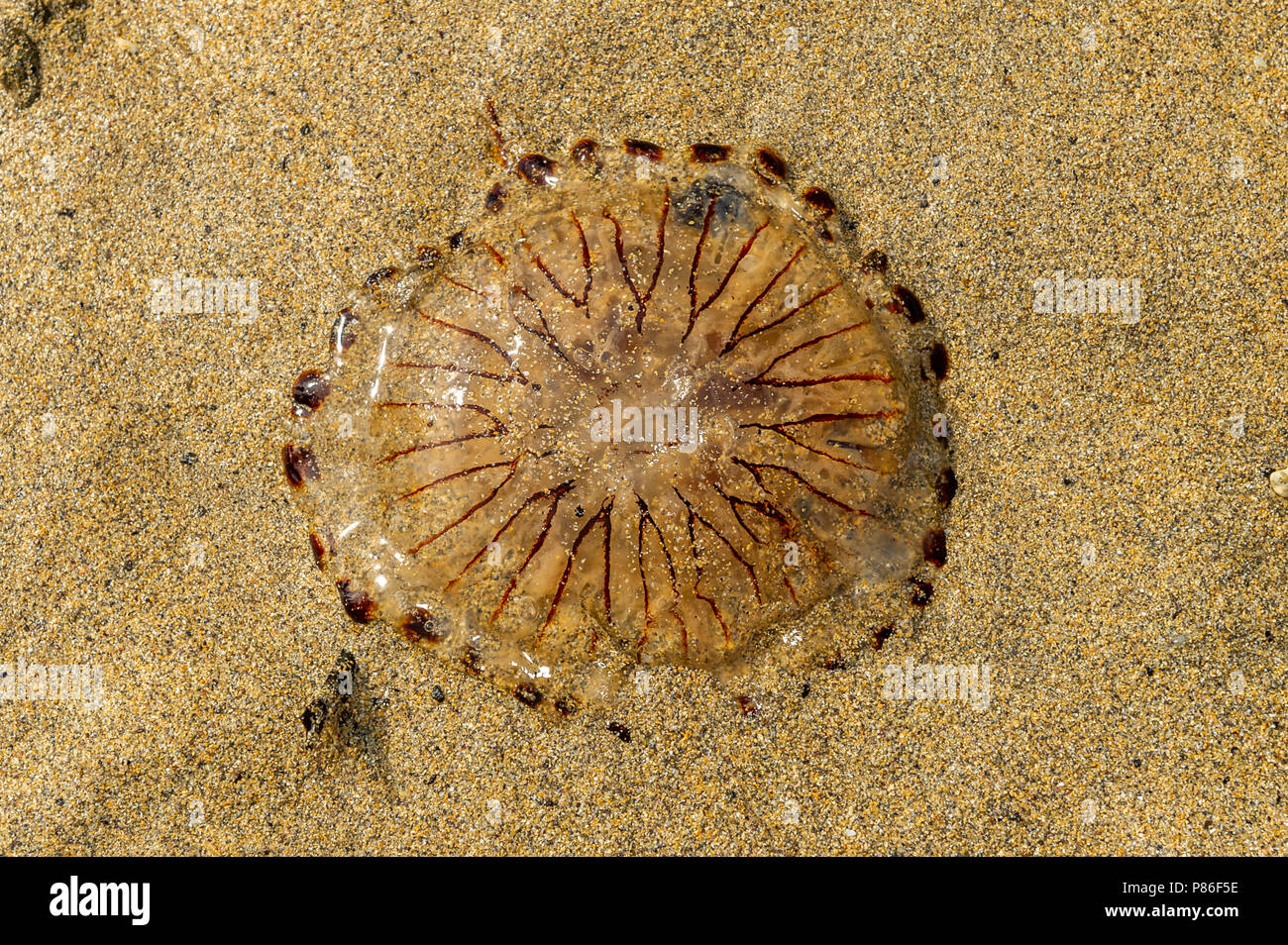 Bantry, Irland. 9. Juli 2018. Ein Kompass Qualle' Chrysaora Hysoscella wusch auf Bantry Beach heute Früh. Quallen sind in irischen Gewässern aufgrund der Wärme und ihre Paarungszeit vermehren. Die hitzewelle ist für die nächste Woche mit Temperaturen um die Mitte schwebend zu hohen 20 °Celsius, um fortzufahren. Credit: Andy Gibson/Alamy Leben Nachrichten. Stockfoto