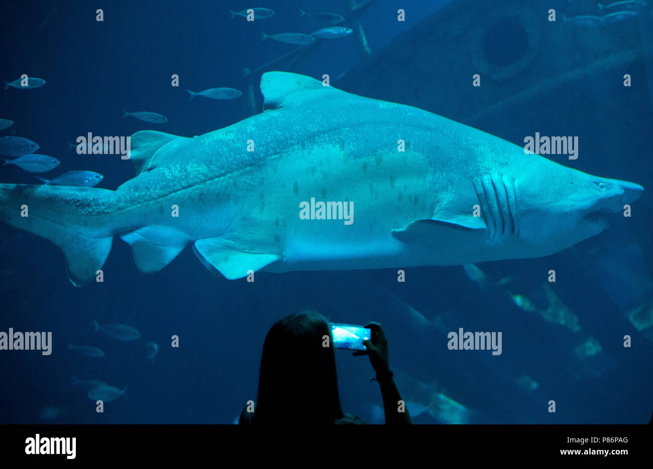 09. Juli 2018, Deutschland, Stralsund: ein Sandtigerhai schwimmt im Aquarium 'offenen Atlantik' (lit. offenen Atlantik) im Oceanarium und beobachtet werden und durch einen Besucher fotografiert. Die fast drei Meter langen Sand Tiger Shark weiblichen Niki wurde aus dem Berliner Zoo Aquarium in 2012 übertragen, weil Ihr Tank zu klein. Das Oceanarium ist die Oberseite der Linie von Mecklenburg-vorpommern Museumslandschaft. Seit seiner Eröffnung vor zehn Jahren 6, 2 Millionen Menschen besuchten das Ozeanarium. Nun, die Fusion mit der ozeanographischen Museums ist geplant. Foto: Stefan Sauer/dpa Stockfoto