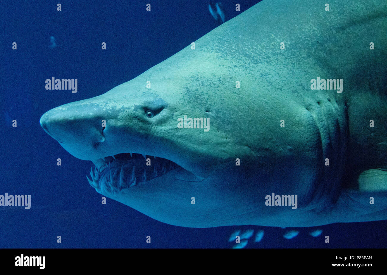 09. Juli 2018, Deutschland, Stralsund: ein Sandtigerhai schwimmt im Aquarium 'offenen Atlantik' (lit. offenen Atlantik) im Oceanarium und beobachtet werden und durch einen Besucher fotografiert. Die fast drei Meter langen Sand Tiger Shark weiblichen Niki wurde aus dem Berliner Zoo Aquarium in 2012 übertragen, weil Ihr Tank zu klein. Das Oceanarium ist die Oberseite der Linie von Mecklenburg-vorpommern Museumslandschaft. Seit seiner Eröffnung vor zehn Jahren 6, 2 Millionen Menschen besuchten das Ozeanarium. Nun, die Fusion mit der ozeanographischen Museums ist geplant. Foto: Stefan Sauer/dpa Stockfoto