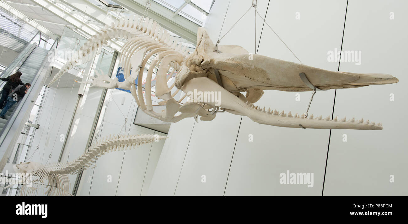 Stralsund, Deutschland. 09 Juli, 2018. Einen 14 Meter langen Pottwal skelett hängt im Oceanarium. Das Oceanarium ist die Oberseite der Linie von Mecklenburg-vorpommern Museumslandschaft. Seit seiner Eröffnung vor zehn Jahren 6, 2 Millionen Menschen besuchten das Ozeanarium. Nun, die Fusion mit der ozeanographischen Museums ist geplant. Quelle: Stefan Sauer/dpa/Alamy leben Nachrichten Stockfoto