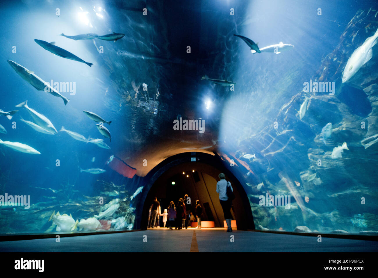 Stralsund, Deutschland. 09 Juli, 2018. Die Besucher gehen durch eine aquatunnel zum Thema Nordsee Ozeanarium. Das Oceanarium ist die Oberseite der Linie von Mecklenburg-vorpommern Museumslandschaft. Seit seiner Eröffnung vor zehn Jahren 6, 2 Millionen Menschen besuchten das Ozeanarium. Nun, die Fusion mit der ozeanographischen Museums ist geplant. Quelle: Stefan Sauer/dpa/Alamy leben Nachrichten Stockfoto