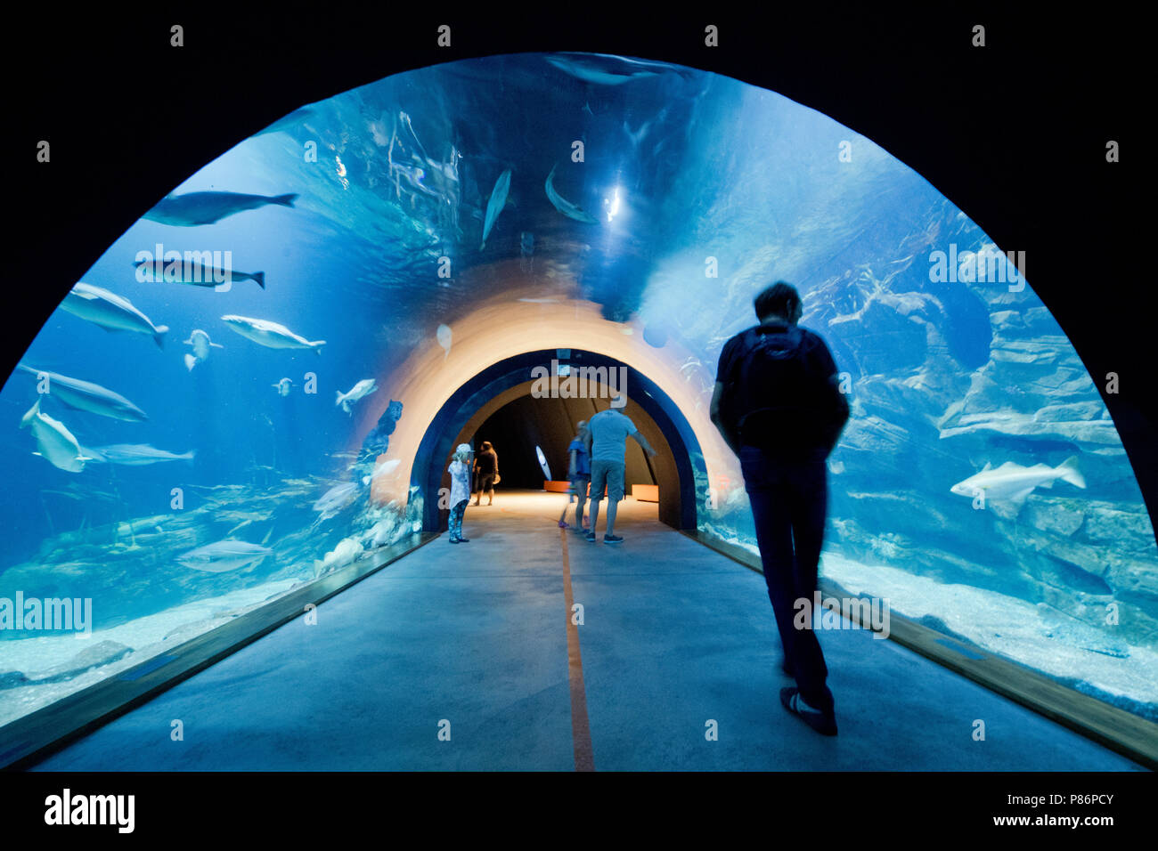 Stralsund, Deutschland. 09 Juli, 2018. Die Besucher gehen durch eine aquatunnel zum Thema Nordsee Ozeanarium. Das Oceanarium ist die Oberseite der Linie von Mecklenburg-vorpommern Museumslandschaft. Seit seiner Eröffnung vor zehn Jahren 6, 2 Millionen Menschen besuchten das Ozeanarium. Nun, die Fusion mit der ozeanographischen Museums ist geplant. Quelle: Stefan Sauer/dpa/Alamy leben Nachrichten Stockfoto