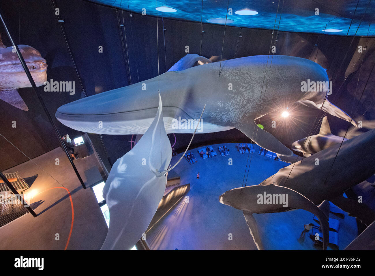 Stralsund, Deutschland. 09 Juli, 2018. Der Nachbau eines großen blauen Wal in der Ausstellungshalle "Riesen der Meere 1:1' (lit. Riesen der siehe 1:1). Das Oceanarium ist die Oberseite der Linie von Mecklenburg-vorpommern Museumslandschaft. Seit seiner Eröffnung vor zehn Jahren 6, 2 Millionen Menschen besuchten das Ozeanarium. Nun, die Fusion mit der ozeanographischen Museums ist geplant. Quelle: Stefan Sauer/dpa/Alamy leben Nachrichten Stockfoto
