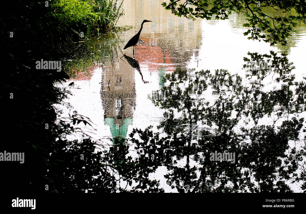 Hannover, Deutschland. 10. Juli 2018. Ein Graureiher (Ardea cinerea) Jagt für Fische im Teich Maschteich. Credit: Julian Stratenschulte/dpa/Alamy leben Nachrichten Stockfoto