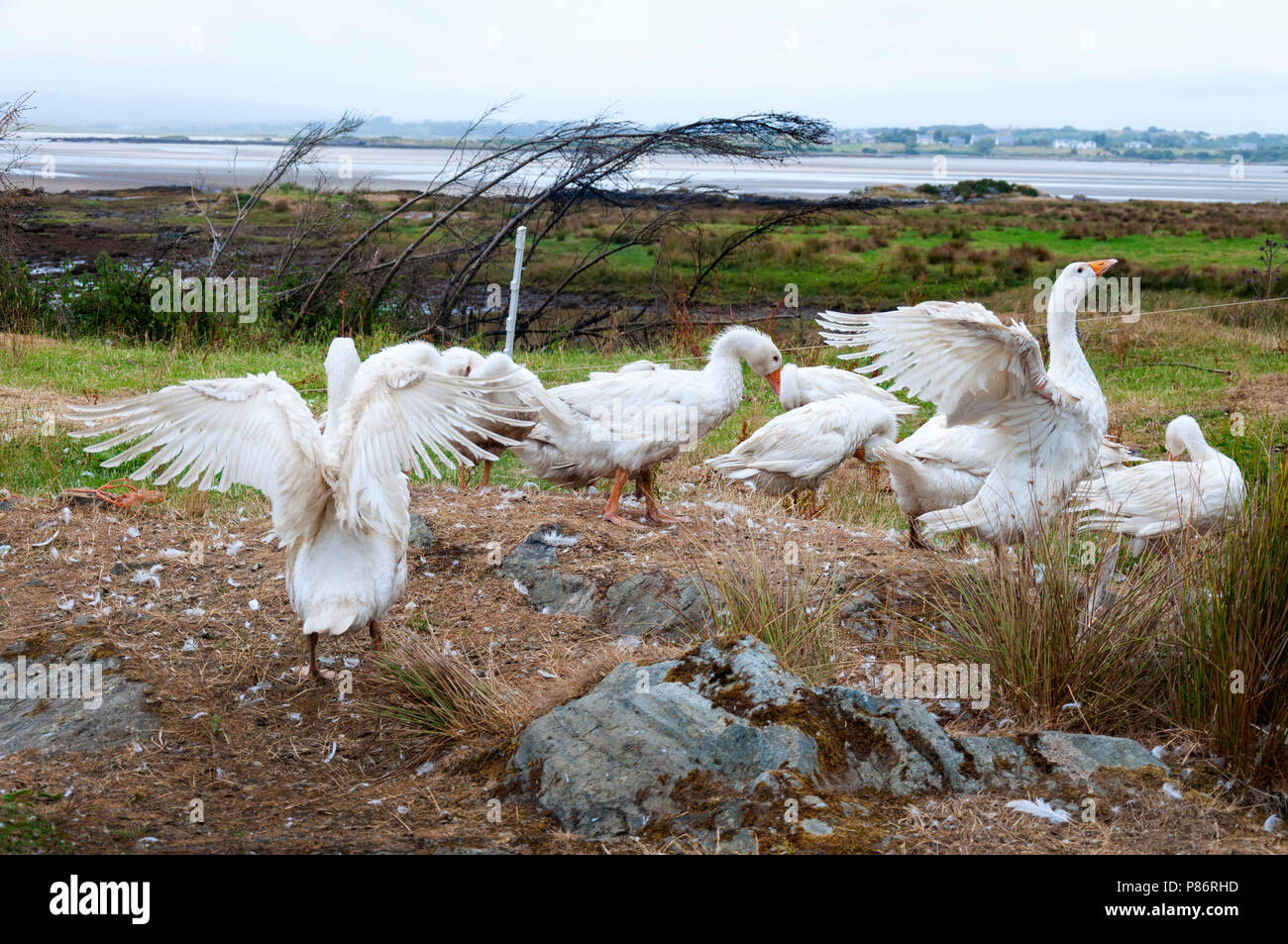 Ardara, County Donegal, Irland Wetter. 10. Juli 2018. Gänse genießen Sie die ersten Regenfälle im Nordwesten für mehrere Wochen. Credit: Richard Wayman/Alamy leben Nachrichten Stockfoto