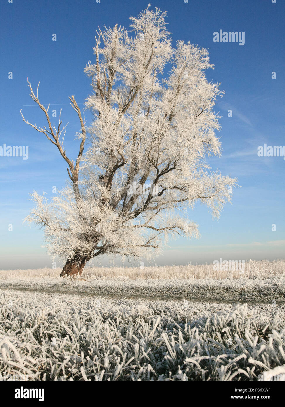 Berijpte oude Boom Nederland, alter Baum, bedeckt mit Reif Niederlande Stockfoto