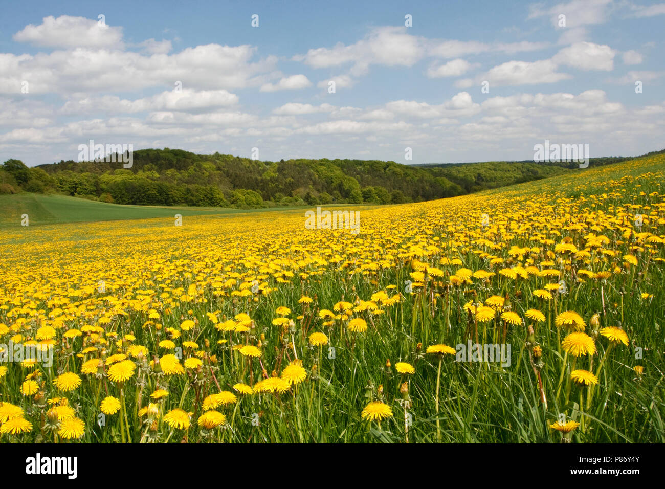 Veld met bloeiende paardenbloemen Germany, Feld mit blühenden Löwenzahn Deutschland Stockfoto