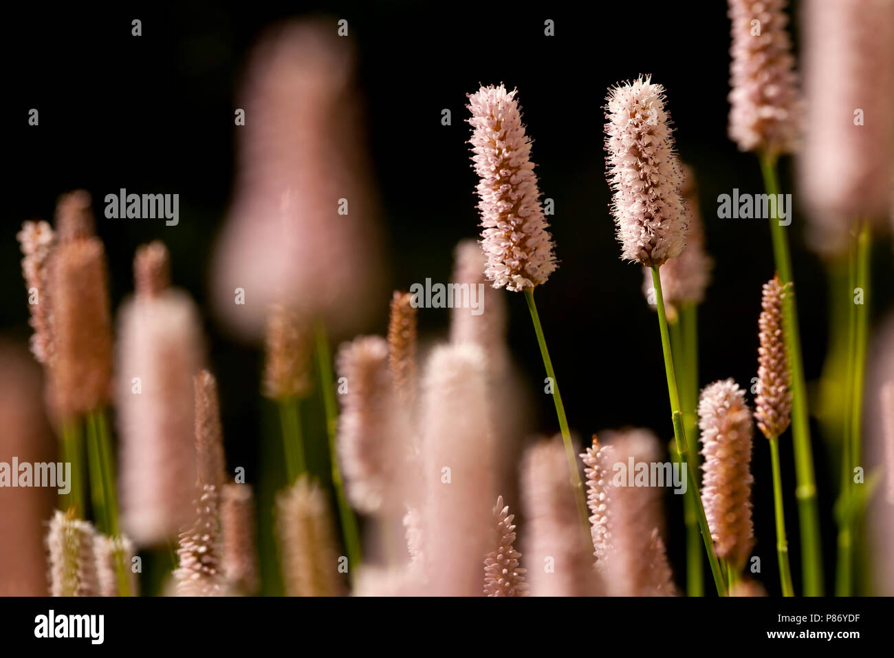 Close-up van bloeiende Duizendknoop, Nahaufnahme der Blüte Fleece Blume Stockfoto