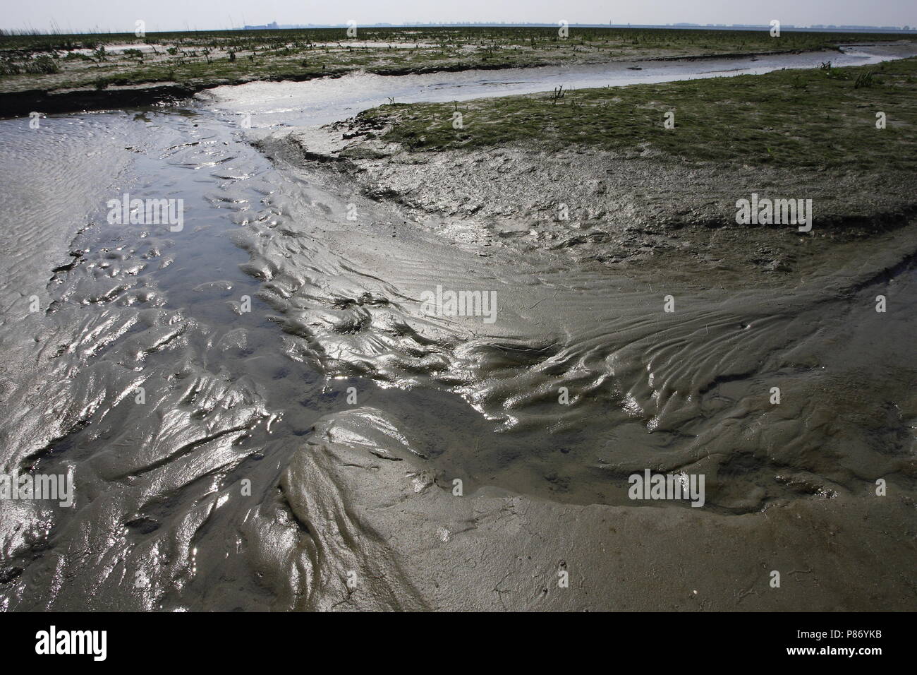 Plaat van Valkenisse in der Westerschelde Niederlande, Plaat van Valkenisse in de Westerschelde Nederland Stockfoto