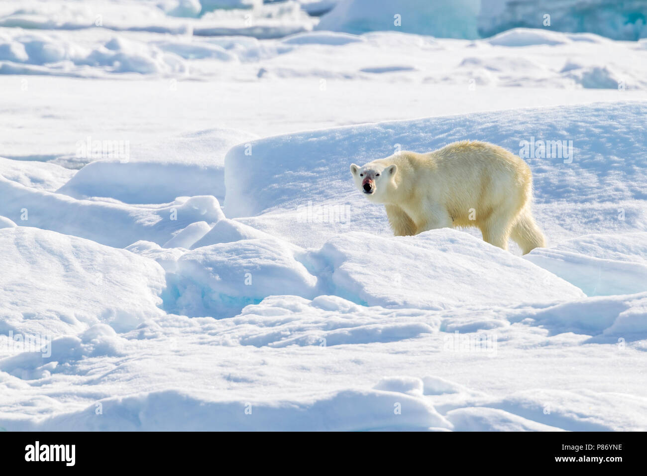 Mutter in der Nähe Ihres Polar Bear Cub beobachtet aus dem unteren Deck der Polarstern - AWI Expedition in Haussgarden, Grönland Meer. Stockfoto