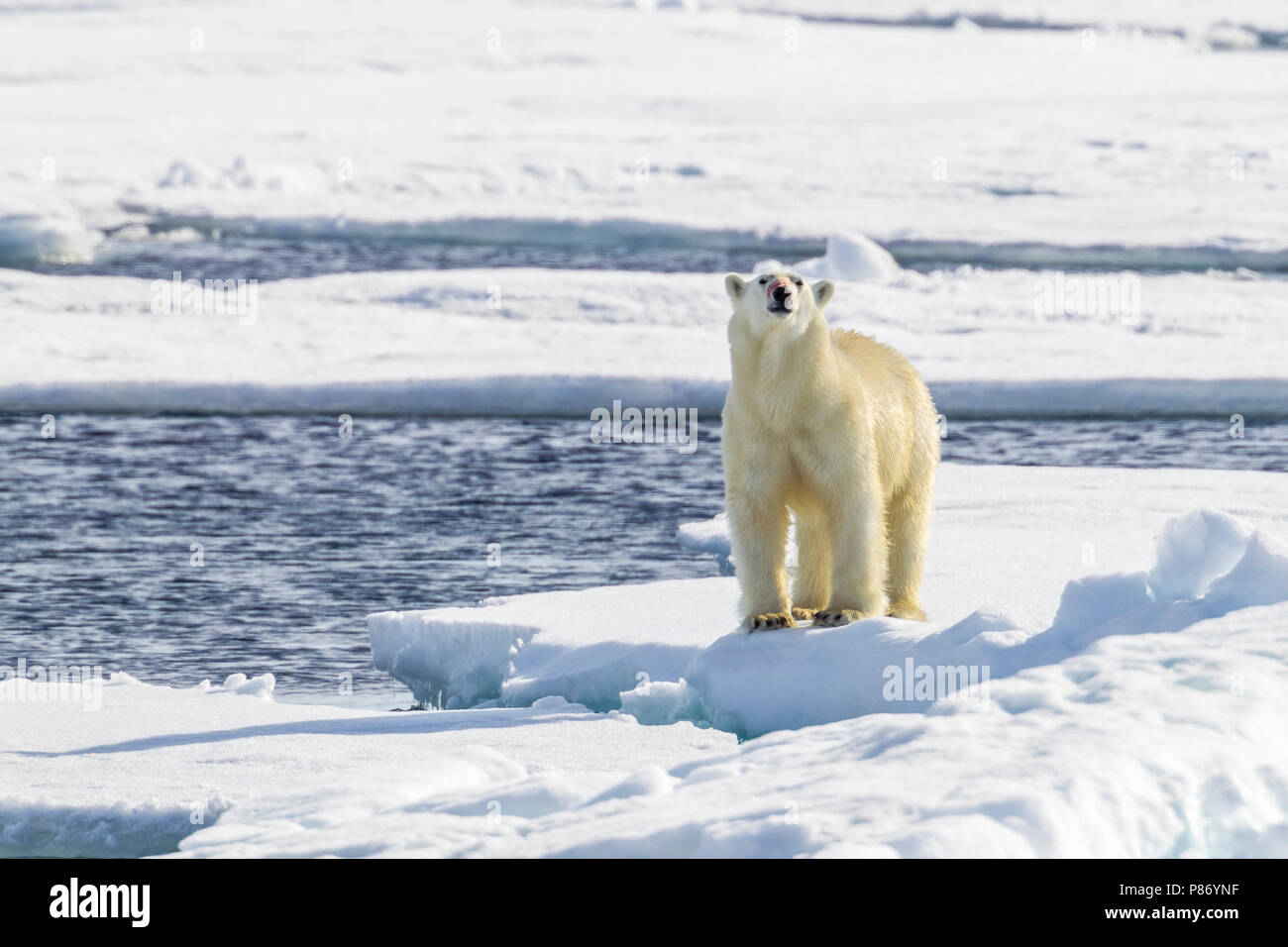 Mutter in der Nähe Ihres Polar Bear Cub beobachtet aus dem unteren Deck der Polarstern - AWI Expedition in Haussgarden, Grönland Meer. Stockfoto