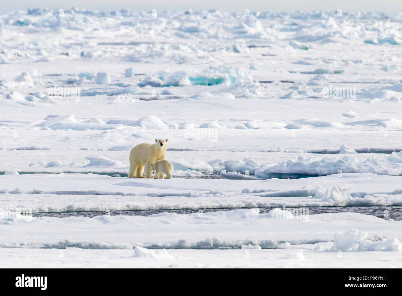 Mutter und cub Eisbären beobachtet aus dem unteren Deck der Polarstern - AWI Expedition in Haussgarden, Grönland Meer. Stockfoto