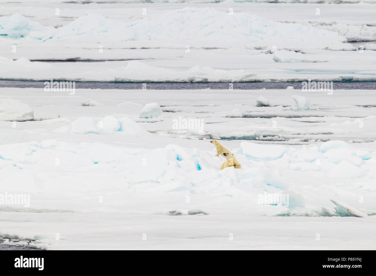 Mutter und cub Eisbären beobachtet aus dem unteren Deck der Polarstern - AWI Expedition in Haussgarden, Grönland Meer. Stockfoto