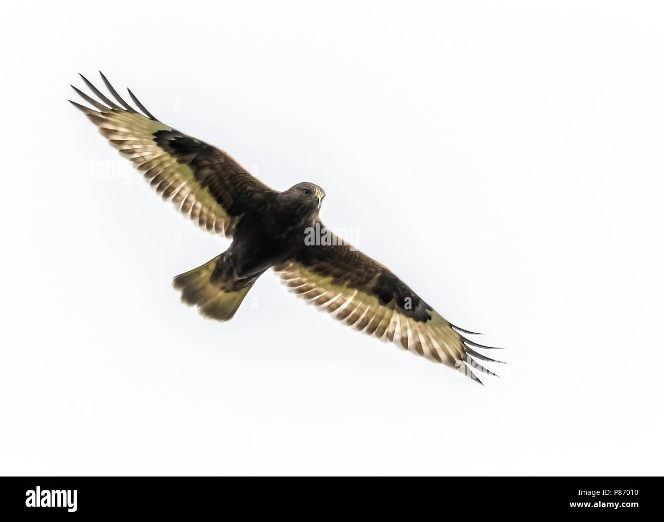 Unreife dunklen morph Rough-legged Hawk schwebt über Pico Corvo Island, Azoren. Oktober 14, 2013. Stockfoto