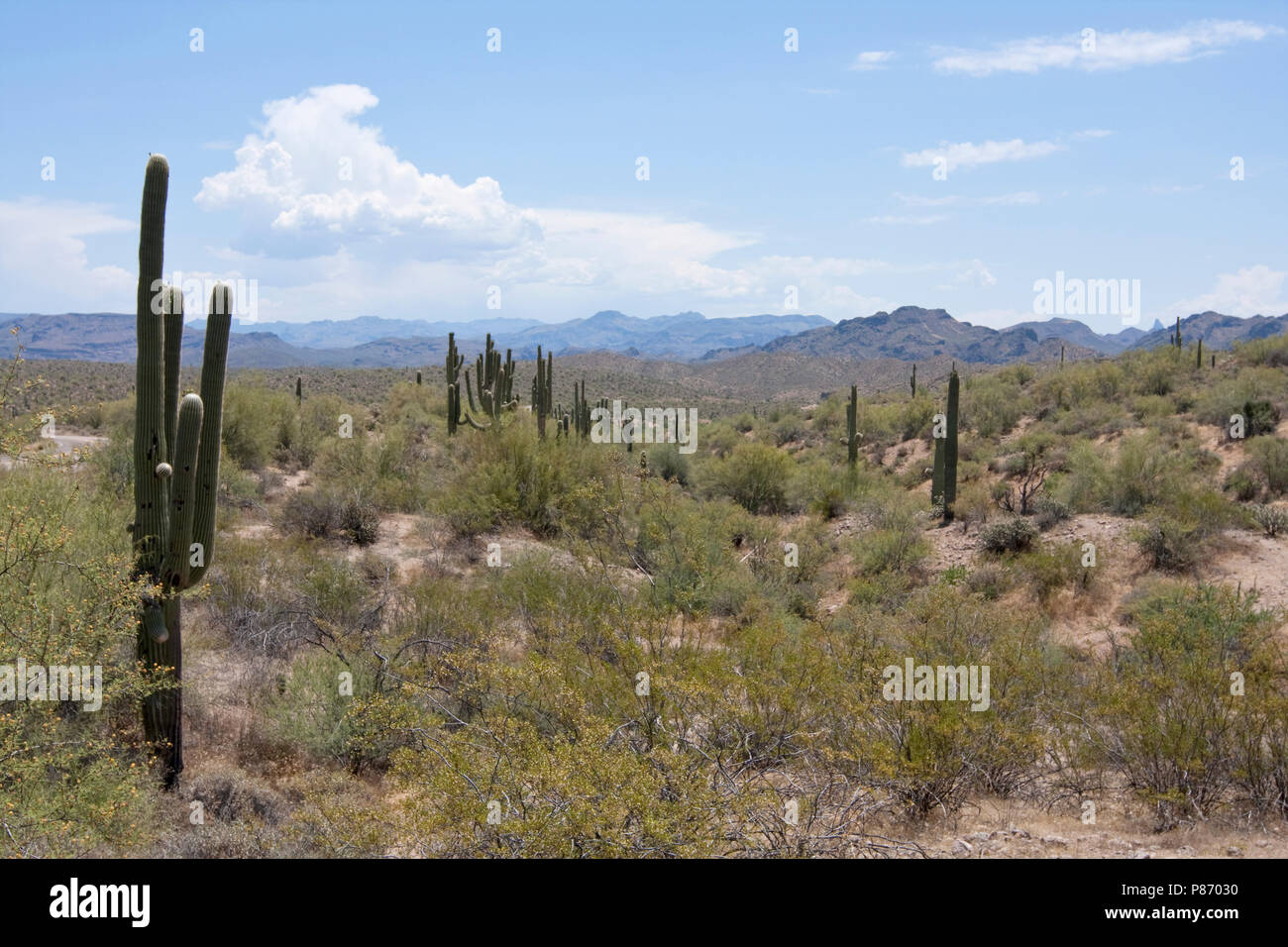 Saguaro cactussen in Arizona USA, Saguaros im Arizona, USA Stockfoto