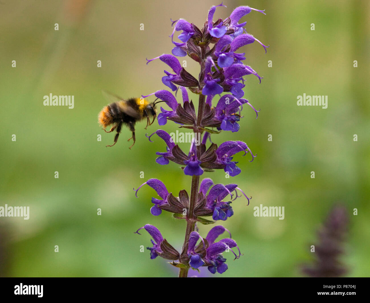 Bloeiende Salie met Hommel, blühende Salbei mit Bumblebee Stockfoto