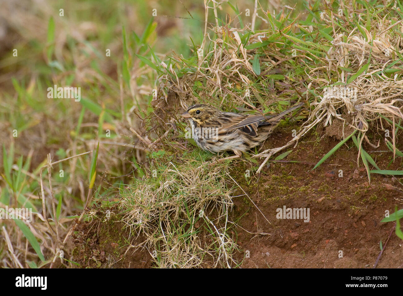 Passero delle praterie; Savannah Sparrow; Passerculus sandvichen Stockfoto
