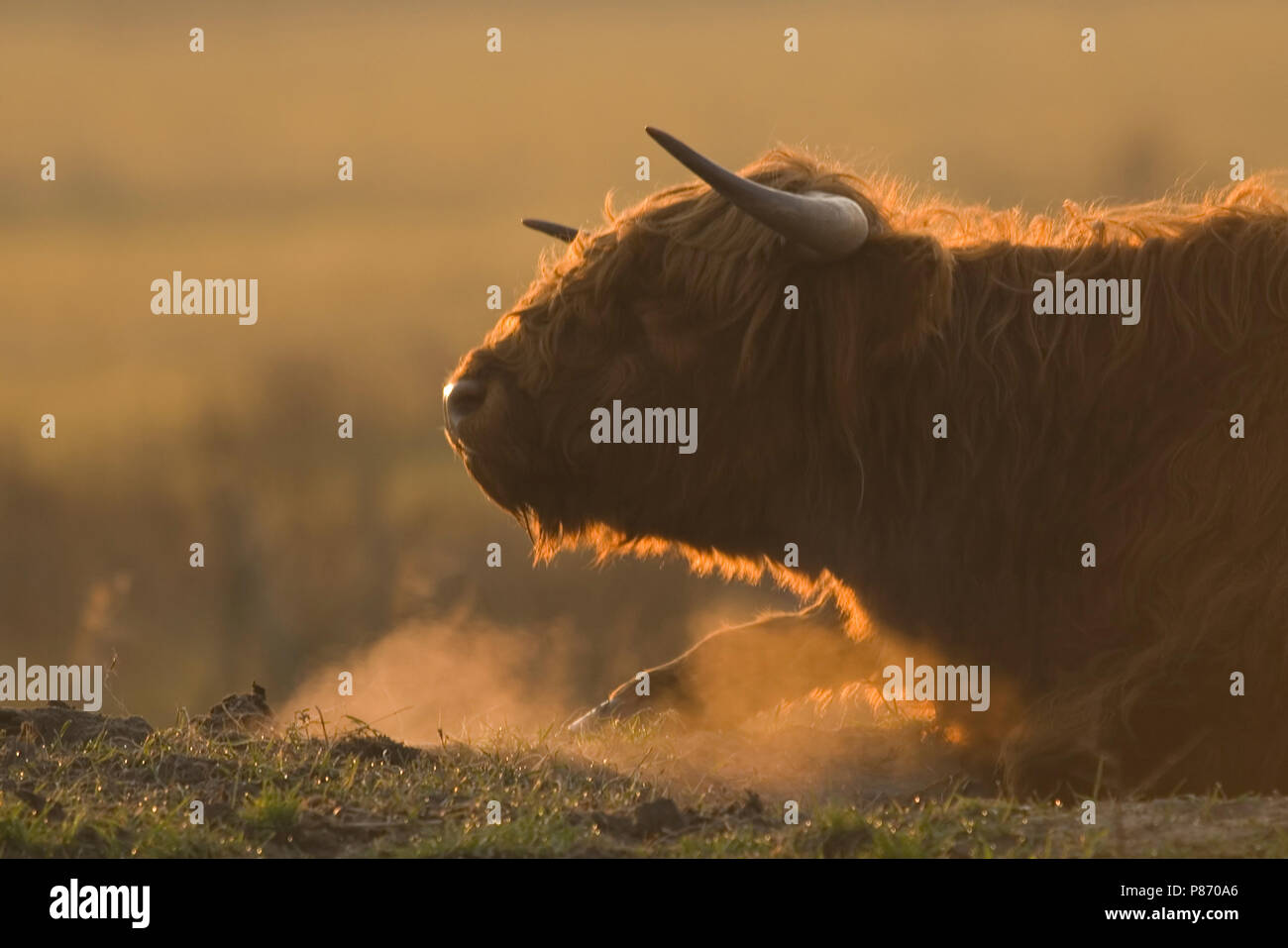 Schotse liggend Hooglander; Highland liegende Kuh Stockfoto