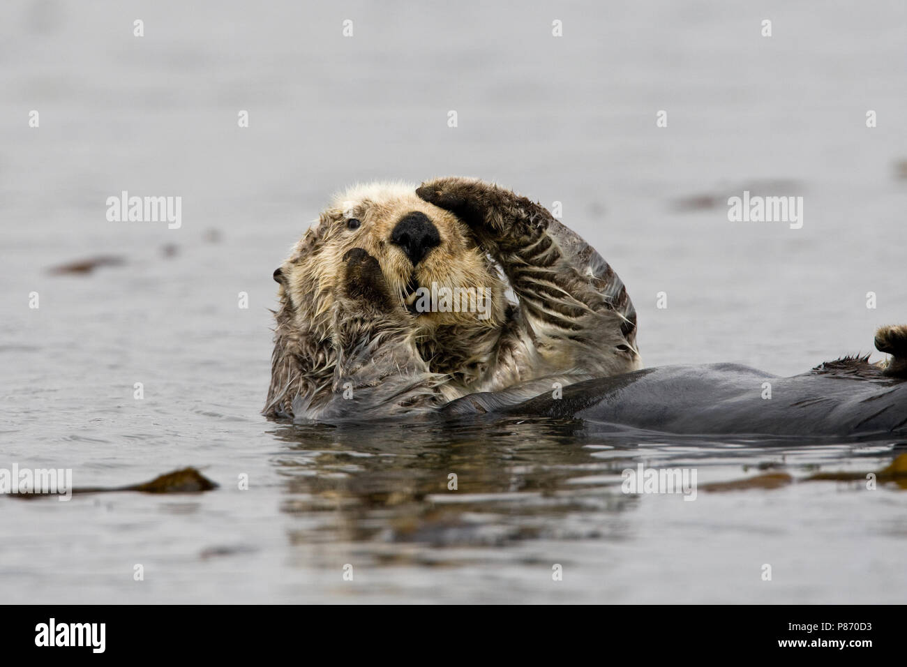 Zeeotterdrijvend in Seetang Californie USA, Sea Otter floating in Seetang Kalifornien USA Stockfoto